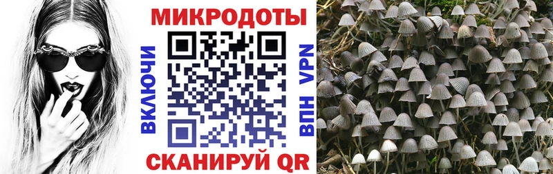 Купить закладки Грайворон Псилоцибиновые грибы Psilocybine cubensis